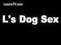 ¿Un Perro que aprende a montar?