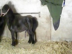 Embarazada follada por caballo