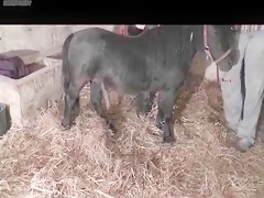 Cachonda deseosa de meterse el rabo del perro