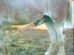 Horse anal creampie and swallow semen Best moment
