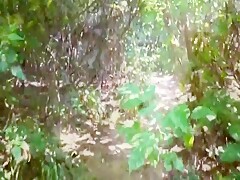 Un paseo por el bosque